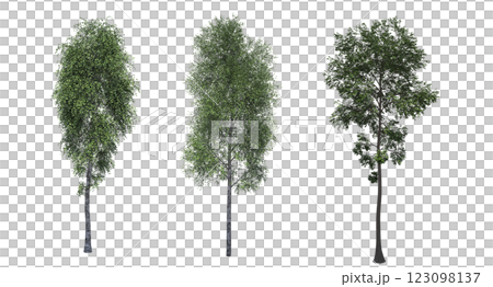 deciduous tree, isolate on a transparent background, 3d illustration 123098137