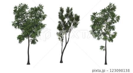 deciduous tree, isolate on a transparent background, 3d illustration deciduous tree, isolate on a transparent background, 3d illustration 123098138
