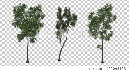 deciduous tree, isolate on a transparent background, 3d illustration 123098138