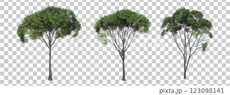 deciduous tree, isolate on a transparent background, 3d illustration 123098141
