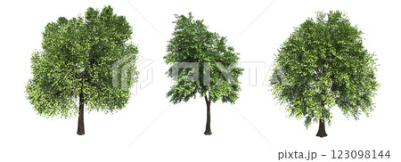 deciduous tree, isolate on a transparent background, 3d illustration deciduous tree, isolate on a transparent background, 3d illustration 123098144