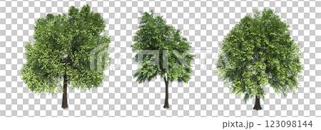 deciduous tree, isolate on a transparent background, 3d illustration deciduous tree, isolate on a transparent background, 3d illustration 123098144