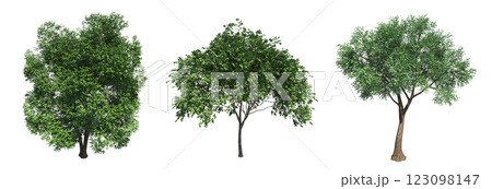 deciduous tree, isolate on a transparent background, 3d illustration 123098147