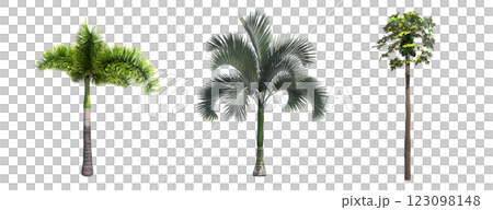 deciduous tree, isolate on a transparent background, 3d illustration 123098148