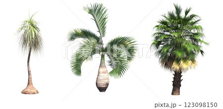 deciduous tree, isolate on a transparent background, 3d illustration 123098150