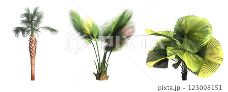 deciduous tree, isolate on a transparent background, 3d illustration 123098151