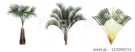 deciduous tree, isolate on a transparent background, 3d illustration 123098152