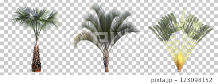 deciduous tree, isolate on a transparent background, 3d illustration deciduous tree, isolate on a transparent background, 3d illustration 123098152