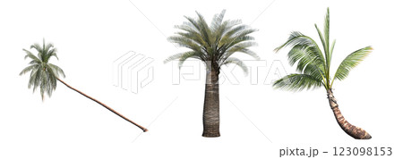 deciduous tree, isolate on a transparent background, 3d illustration 123098153