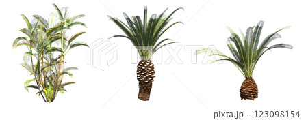 deciduous tree, isolate on a transparent background, 3d illustration 123098154