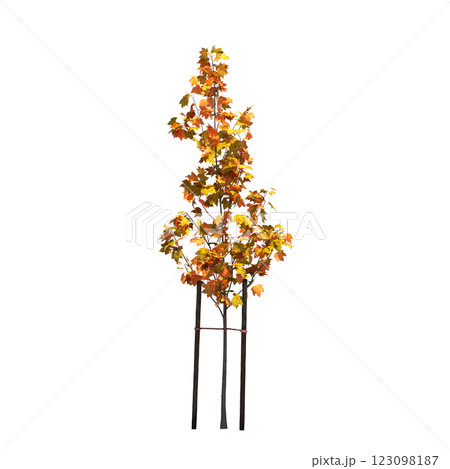 autumn tree, isolate on a transparent background, 3d illustration 123098187