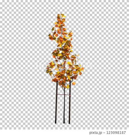 autumn tree, isolate on a transparent background, 3d illustration 123098187
