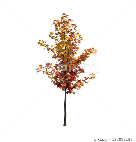 autumn tree, isolate on a transparent background, 3d illustration autumn tree, isolate on a transparent background, 3d illustration 123098189