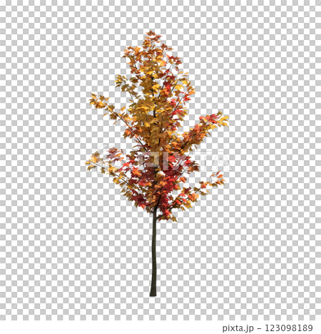 autumn tree, isolate on a transparent background, 3d illustration autumn tree, isolate on a transparent background, 3d illustration 123098189