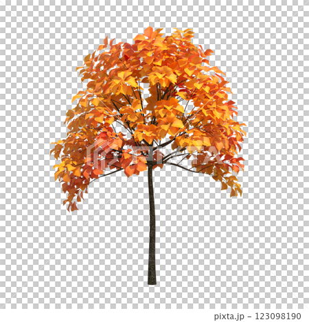 autumn tree, isolate on a transparent background, 3d illustration 123098190