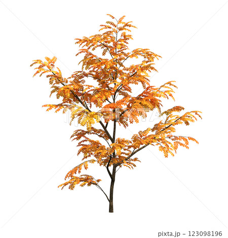 autumn tree, isolate on a transparent background, 3d illustration autumn tree, isolate on a transparent background, 3d illustration 123098196