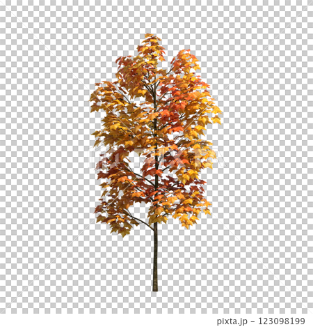 autumn tree, isolate on a transparent background, 3d illustration autumn tree, isolate on a transparent background, 3d illustration 123098199