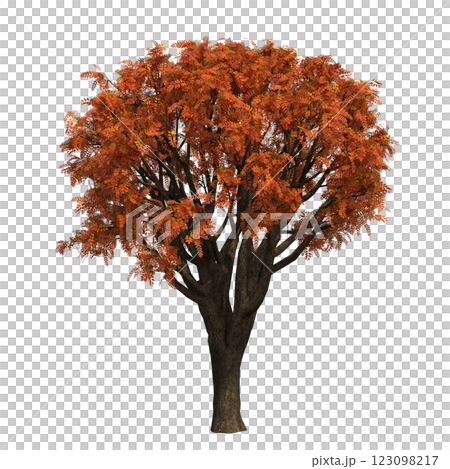 autumn tree, isolate on a transparent background, 3d illustration autumn tree, isolate on a transparent background, 3d illustration 123098217