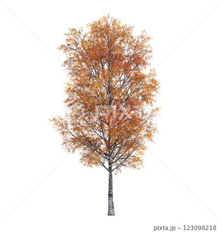 autumn tree, isolate on a transparent background, 3d illustration 123098218