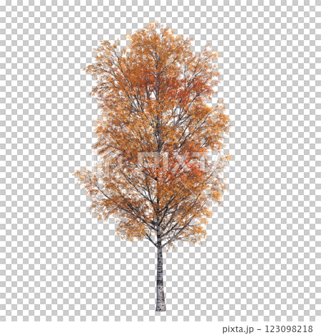 autumn tree, isolate on a transparent background, 3d illustration 123098218