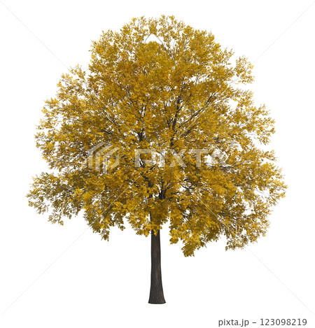 autumn tree, isolate on a transparent background, 3d illustration autumn tree, isolate on a transparent background, 3d illustration 123098219