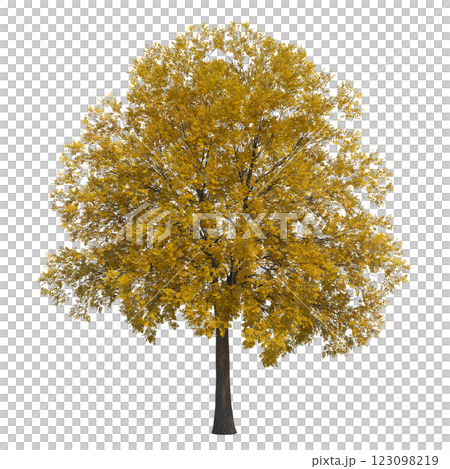 autumn tree, isolate on a transparent background, 3d illustration autumn tree, isolate on a transparent background, 3d illustration 123098219