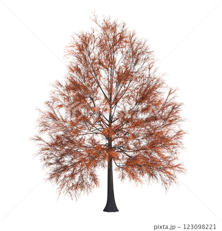 autumn tree, isolate on a transparent background, 3d illustration autumn tree, isolate on a transparent background, 3d illustration 123098221