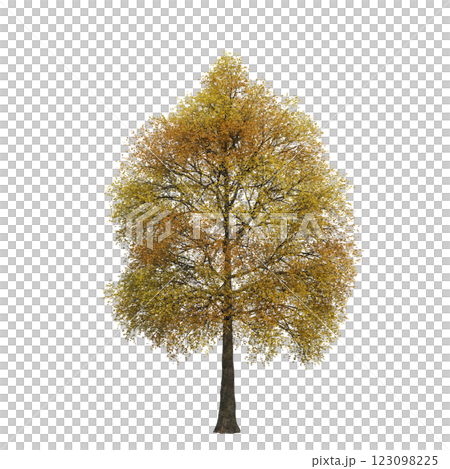autumn tree, isolate on a transparent background, 3d illustration autumn tree, isolate on a transparent background, 3d illustration 123098225