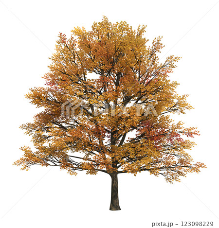 autumn tree, isolate on a transparent background, 3d illustration autumn tree, isolate on a transparent background, 3d illustration 123098229