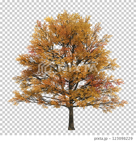 autumn tree, isolate on a transparent background, 3d illustration autumn tree, isolate on a transparent background, 3d illustration 123098229