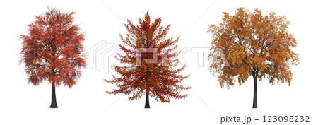 autumn tree, isolate on a transparent background, 3d illustration autumn tree, isolate on a transparent background, 3d illustration 123098232