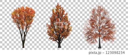 autumn tree, isolate on a transparent...のイラスト素材 [123098234] - PIXTA