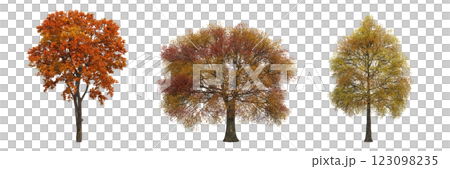 autumn tree, isolate on a transparent background, 3d illustration 123098235