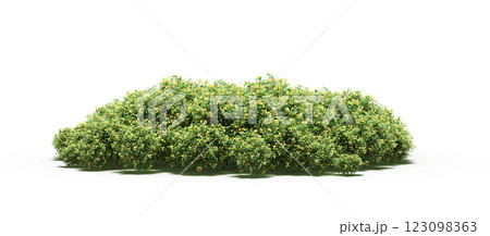 group of trees with a shadow under it, isolated on a transparent background, 3D illustration, cg render 123098363