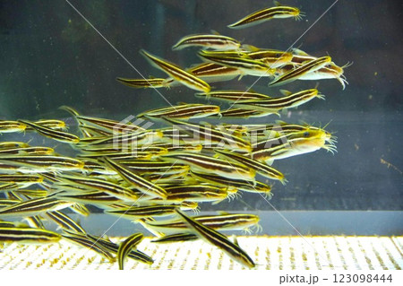 「むろと廃校水族館」のゴンズイ玉 123098444