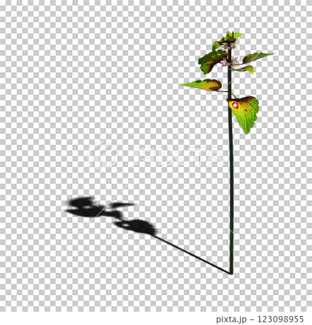 wild field grass, isolated on a transparent background, 3D illustration, cg render wild field grass, isolated on a transparent background, 3D illustration, cg render 123098955