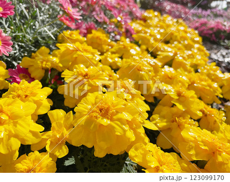 マリーゴールドの花 鮮やかなオレンジ色の花 マリーゴールドの花 鮮やかなオレンジ色の花 123099170