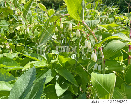 アマドコロ（ナルコユリ） 123099202