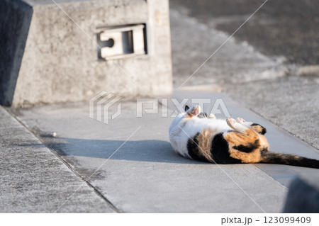 路上で寝ころがる猫 三毛猫 路上で寝ころがる猫 三毛猫 123099409