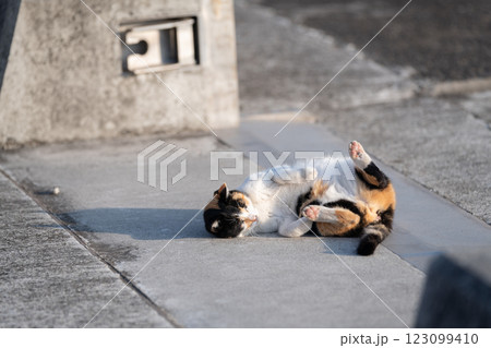 路上で寝ころがる猫　三毛猫 123099410
