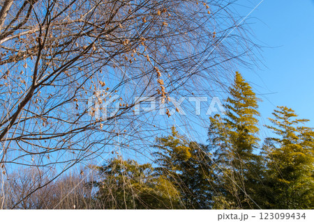 竹林と柳 123099434