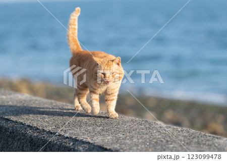 堤防を歩く猫　茶トラ猫 123099478