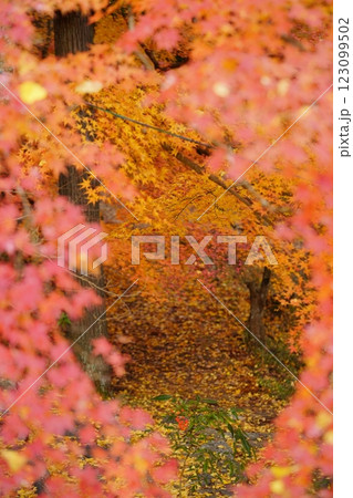 2024年京都・和束・正法寺の紅葉 123099502