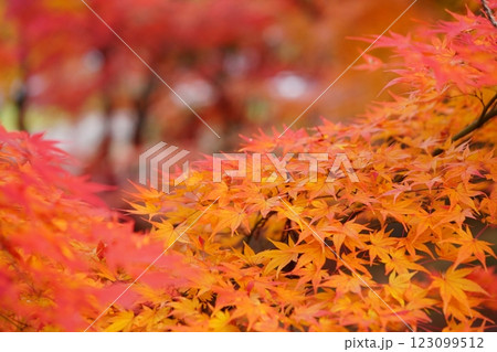 2024年京都・和束・正法寺の紅葉 2024年京都・和束・正法寺の紅葉 123099512