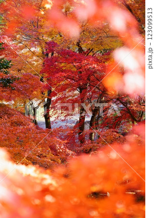 2024年京都・和束・正法寺の紅葉 123099513
