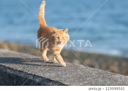 堤防を歩く猫　茶トラ猫 123099581