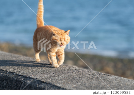 堤防を歩く猫　茶トラ猫 123099582
