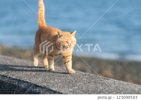 堤防を歩く猫　茶トラ猫 123099583