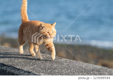 堤防を歩く猫　茶トラ猫 123099584