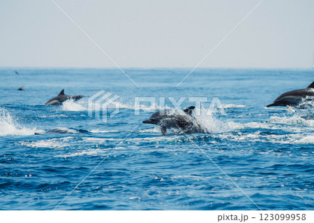 イルカの跳躍#18 イルカの跳躍#18 123099958